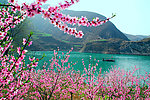 商洛湖边的桃花