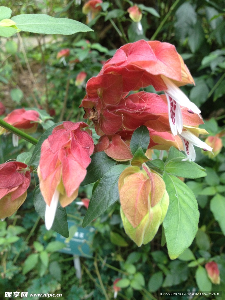蝦尾草
