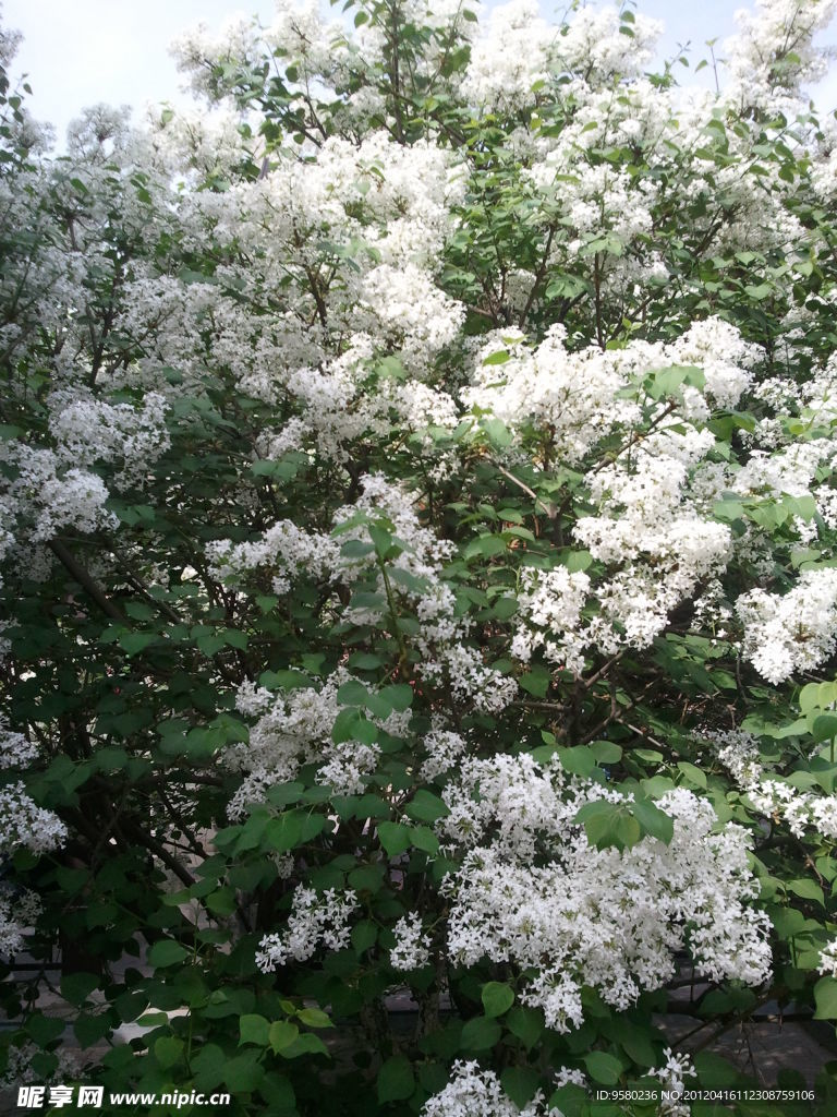 丁香