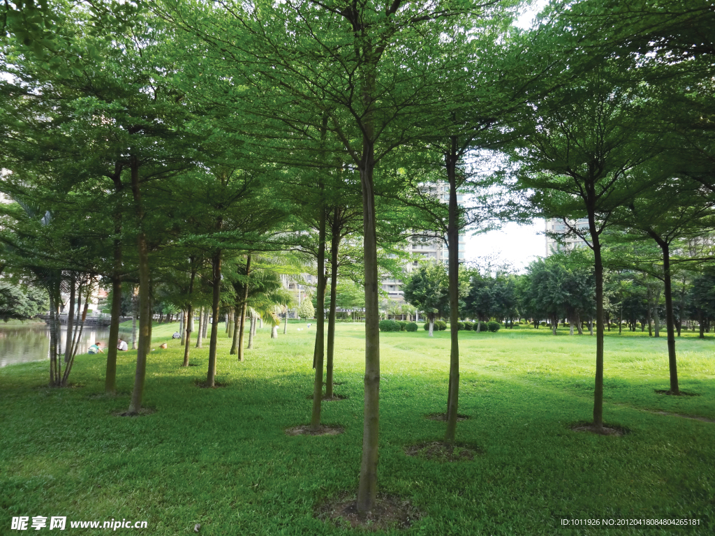 公園綠蔭