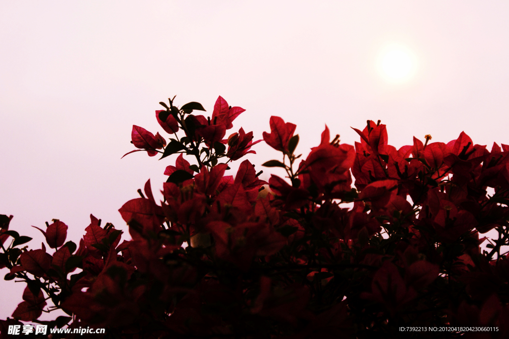 夕陽櫻花