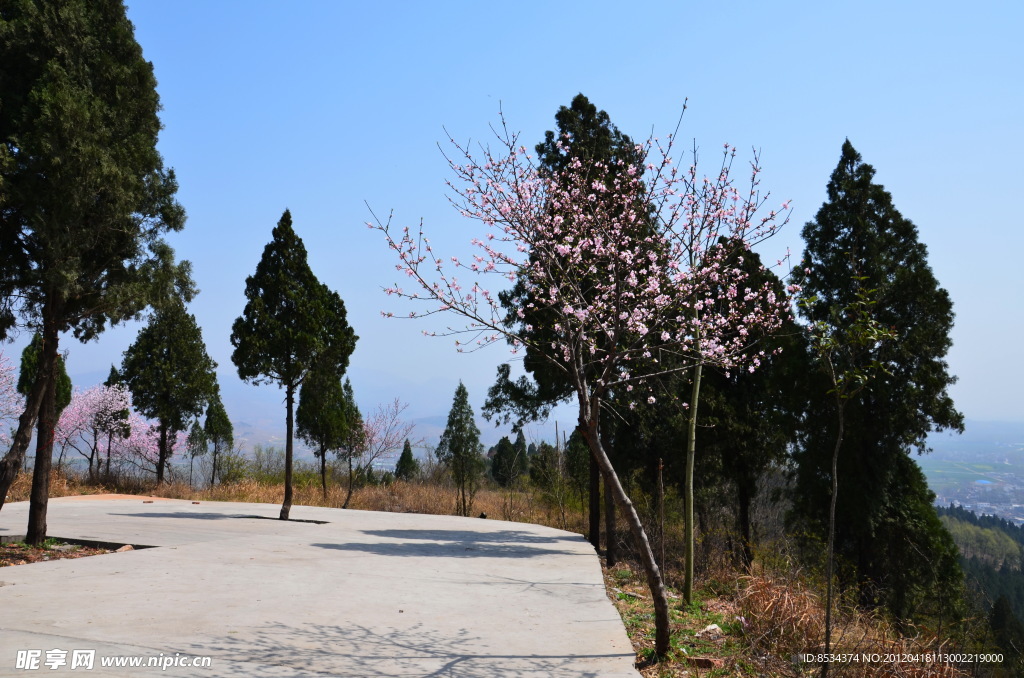 山頂的桃花