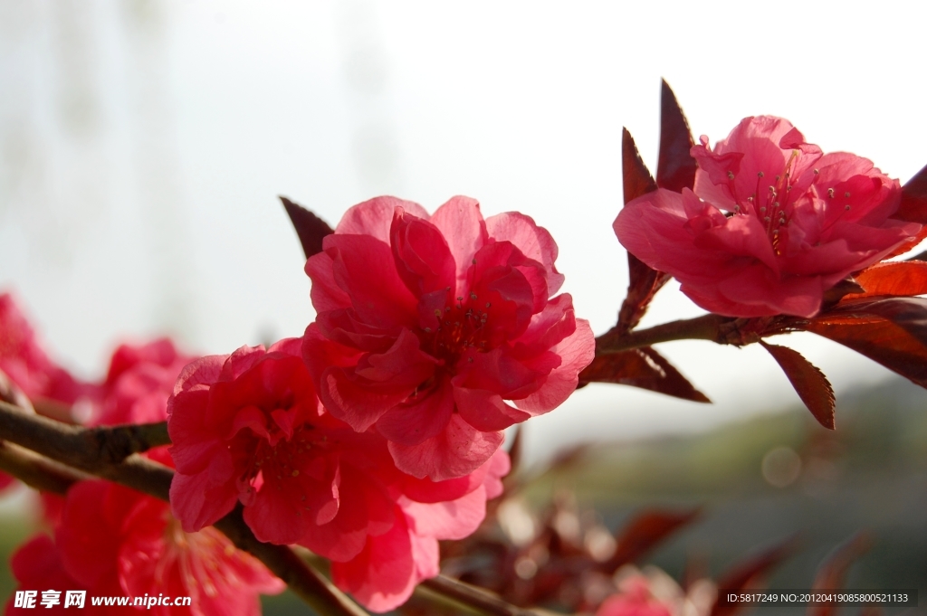 小紅花