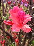 杜鵑花（非高清）