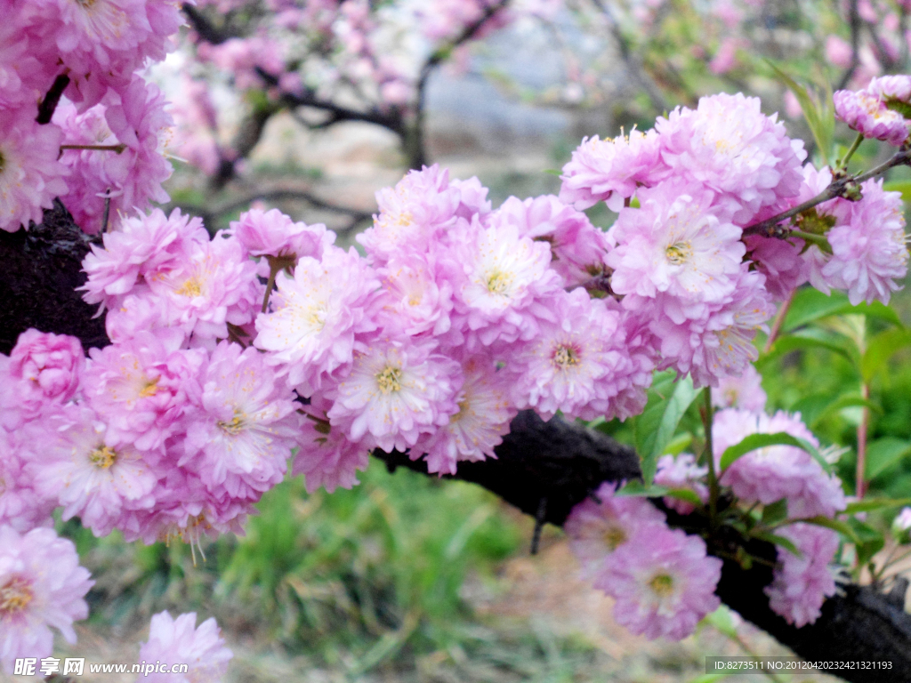 麥李