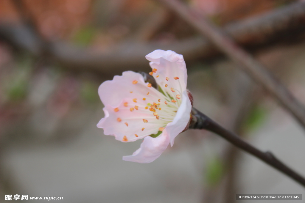 桃花
