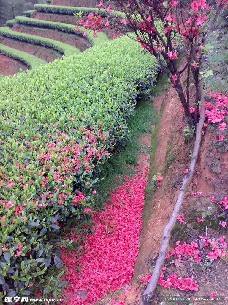 紅花綠葉