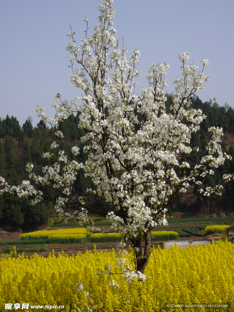油菜地