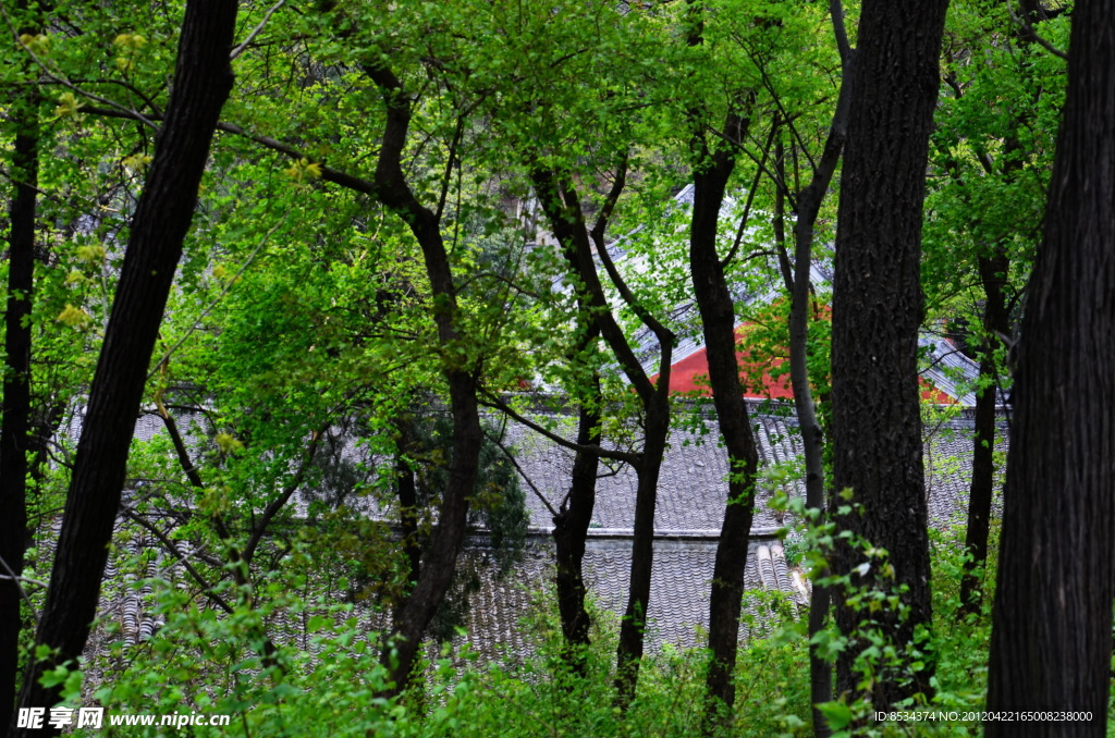 杏花山的古寺