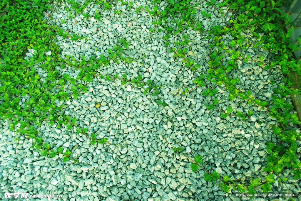 石頭藤草小草