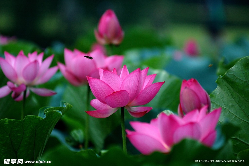 荷花