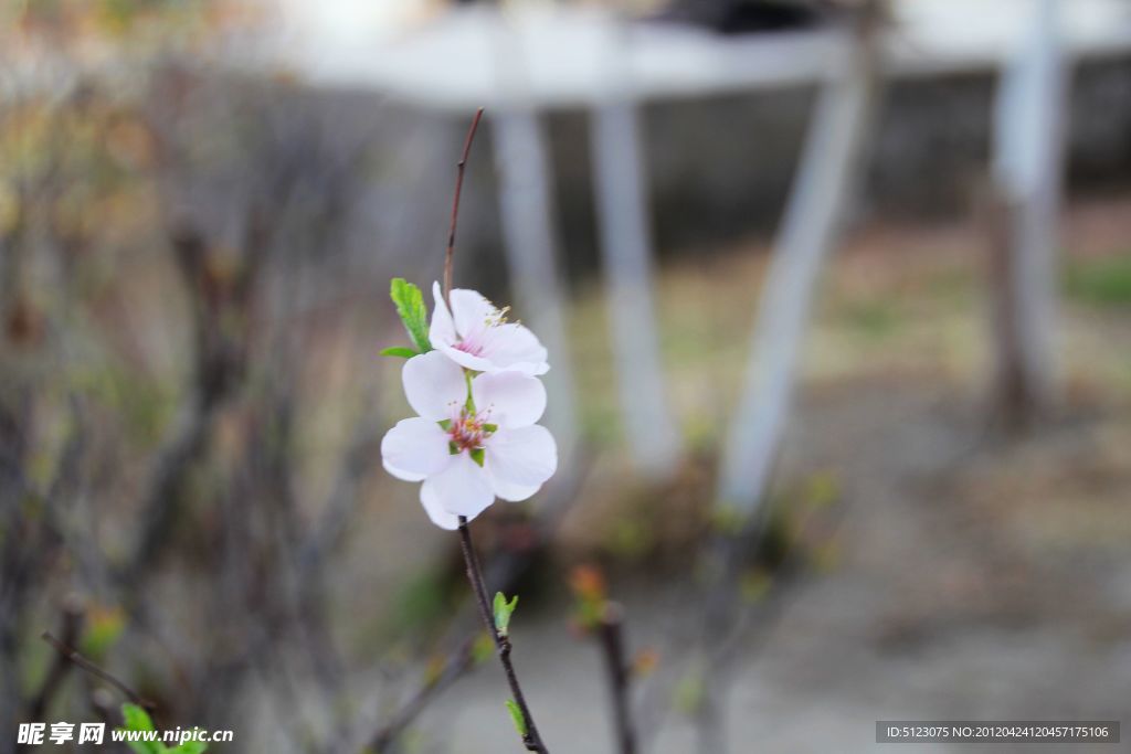 漂亮花