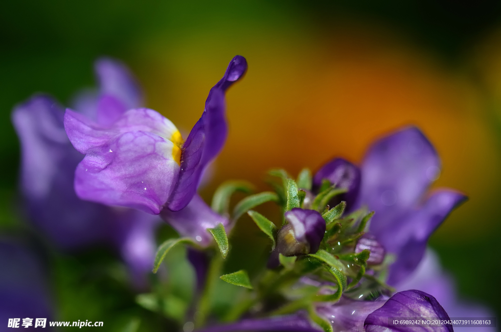 草花 野花