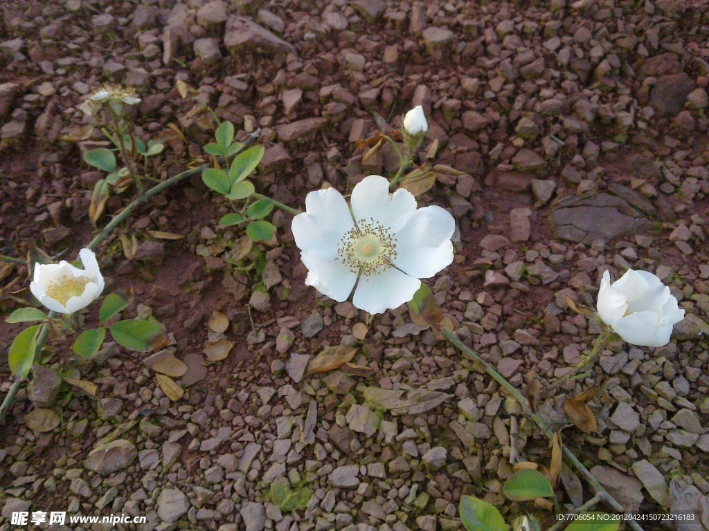 薔薇花