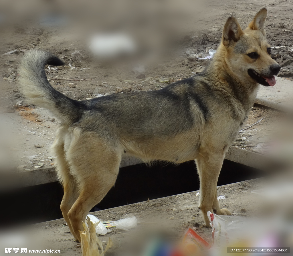 家犬