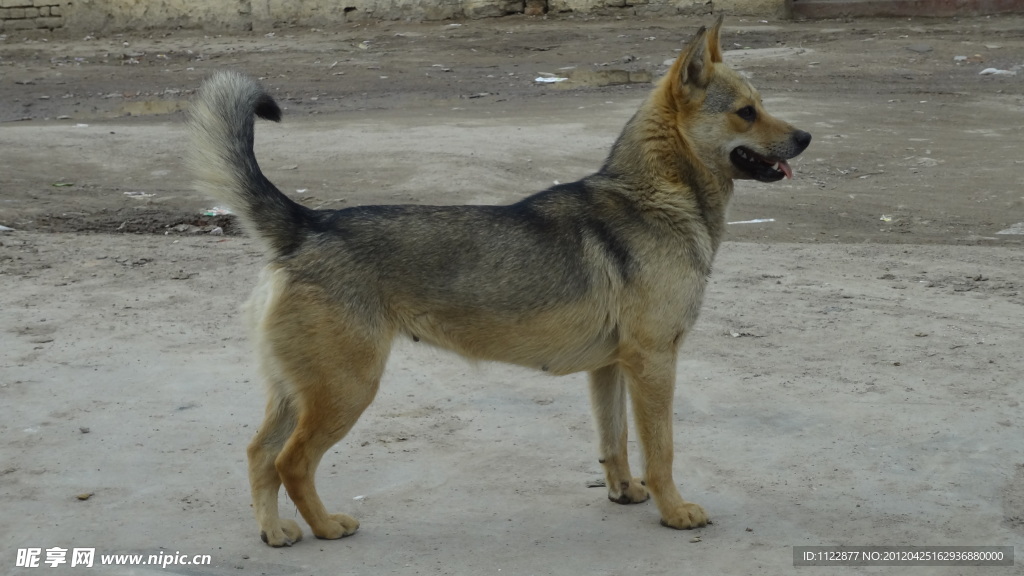 家犬