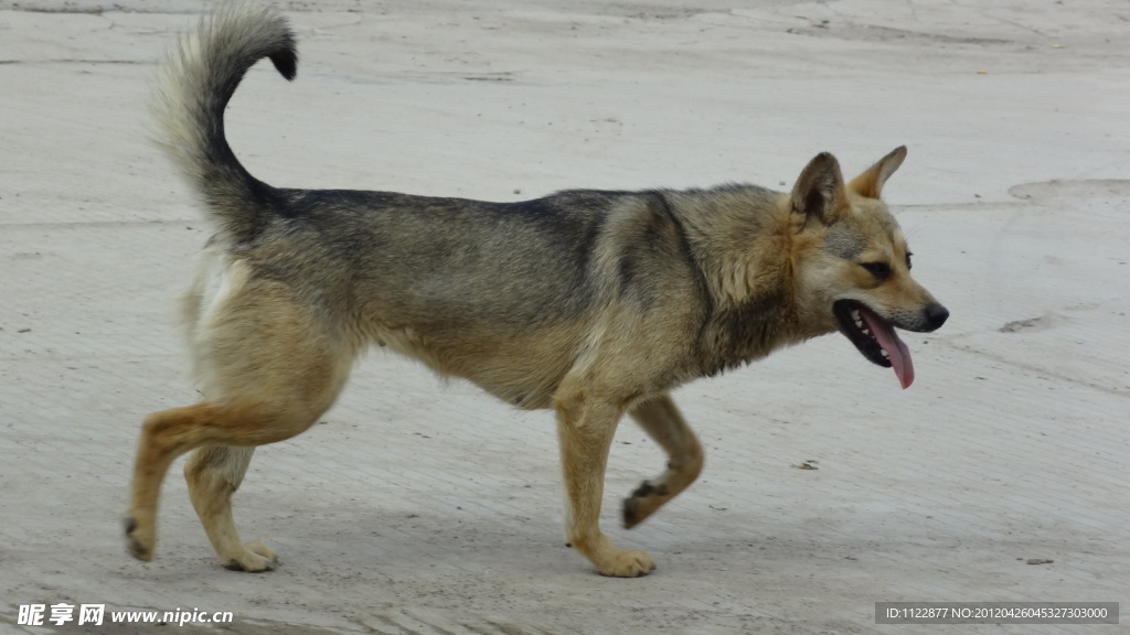 家犬