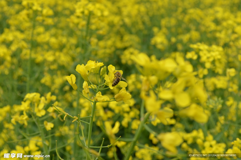 油菜花 蜜蜂 采蜜