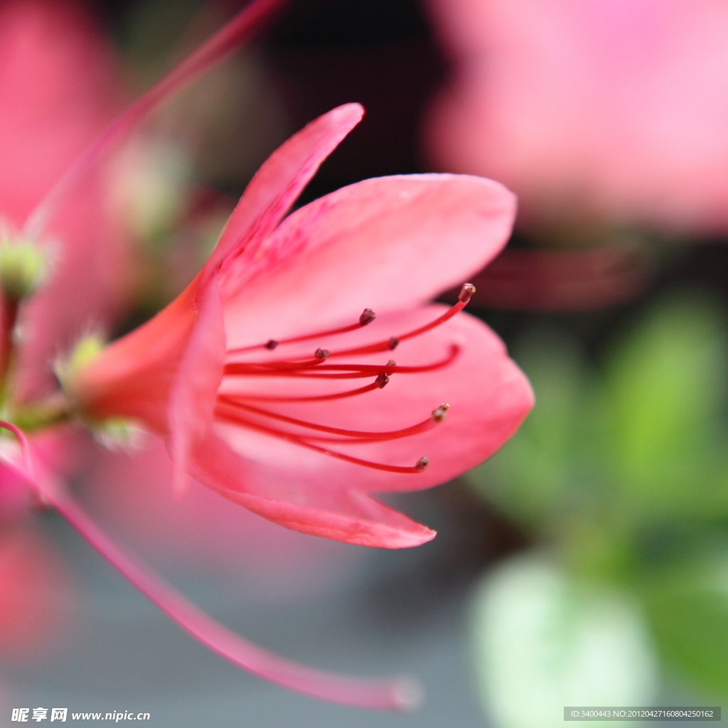 杜鵑花