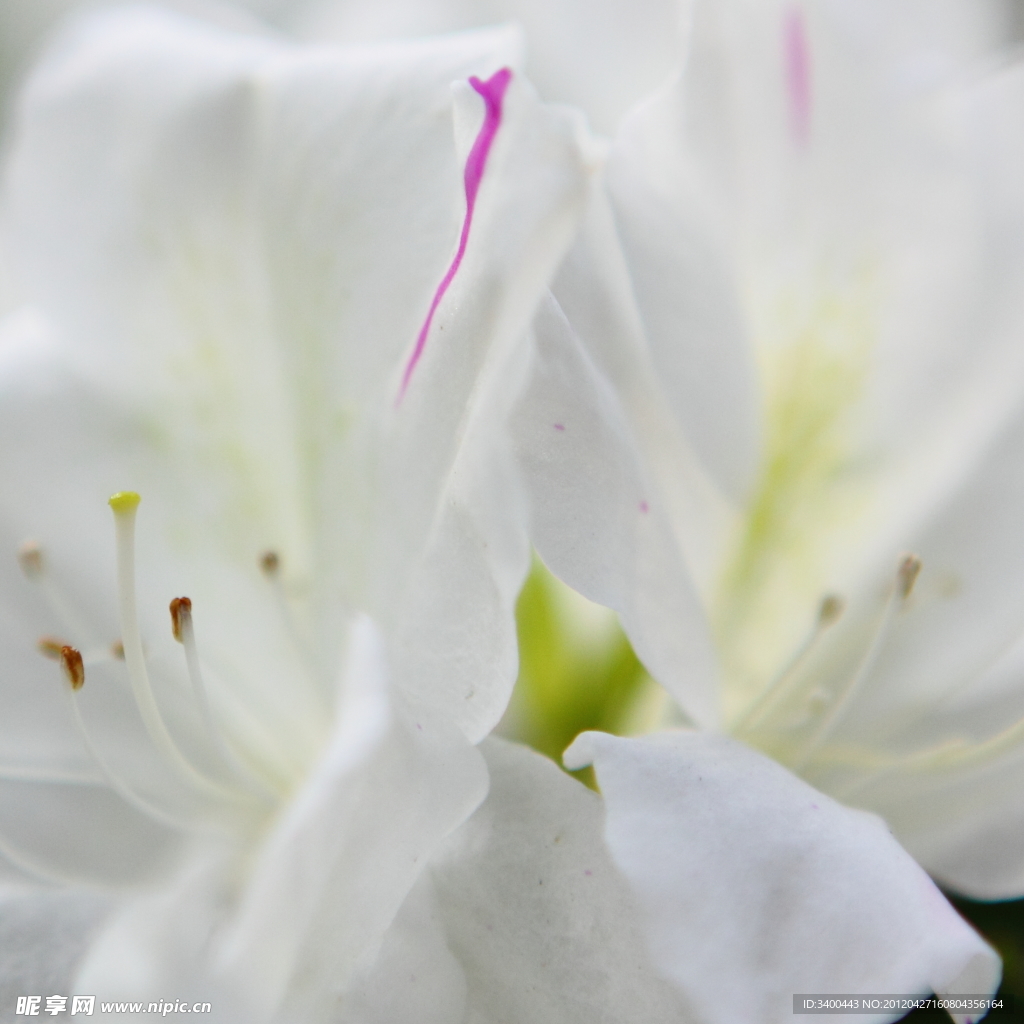 杜鵑花