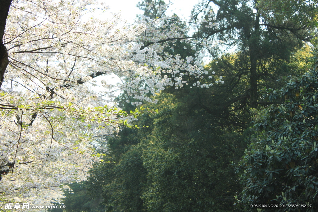 櫻花