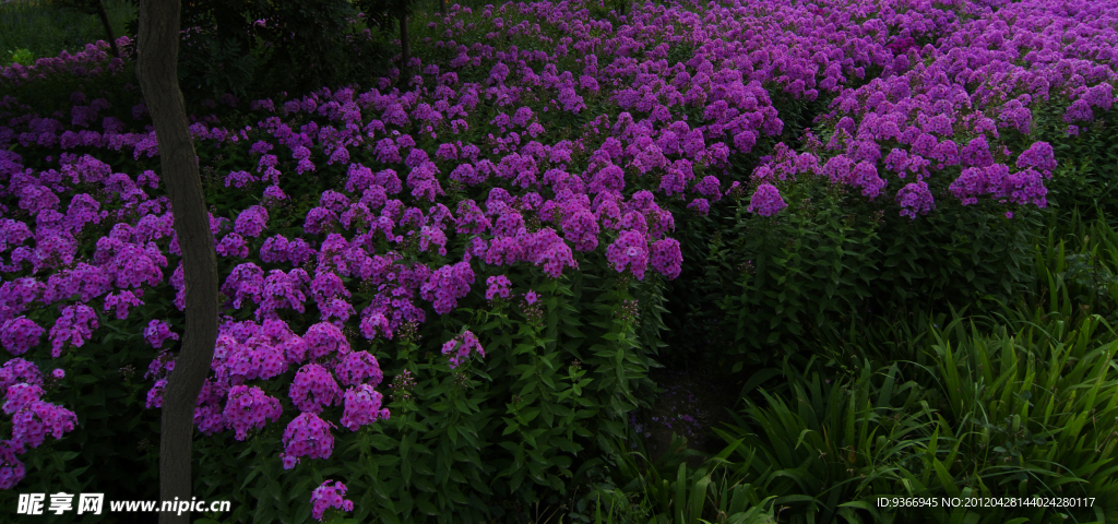 紫色花