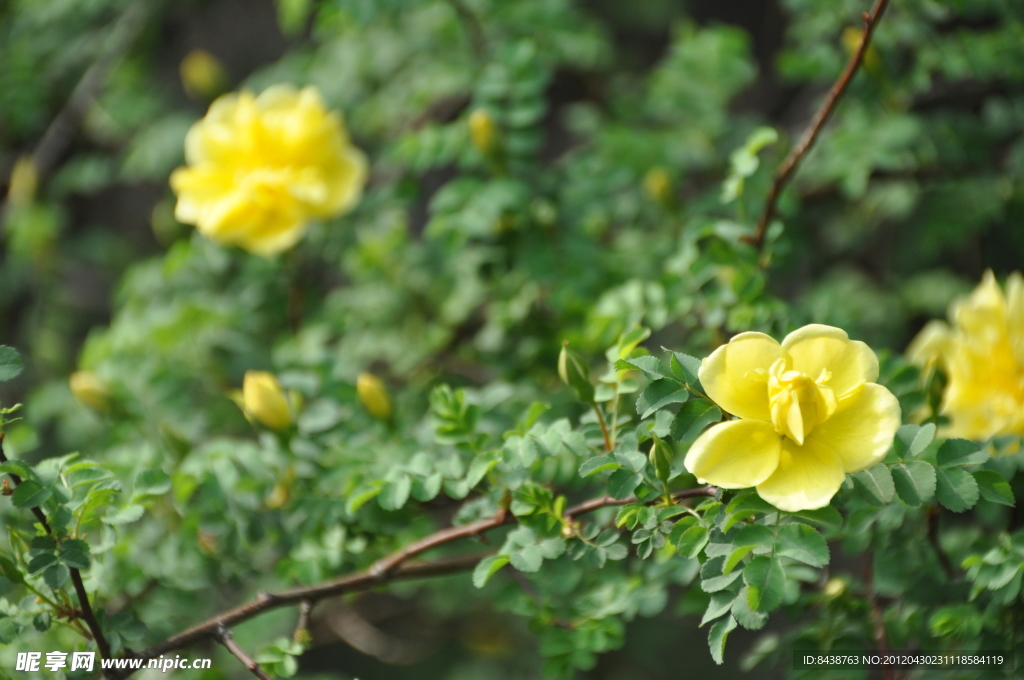 淡黄色花朵