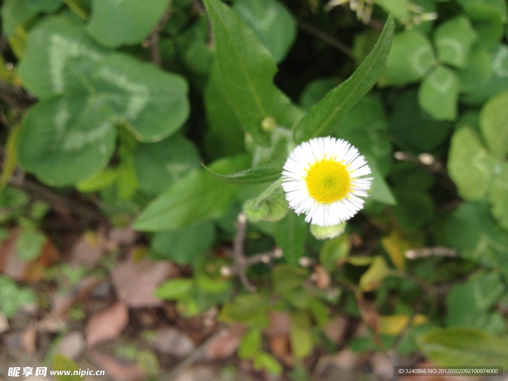 飛蓬花