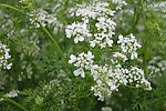 香菜花