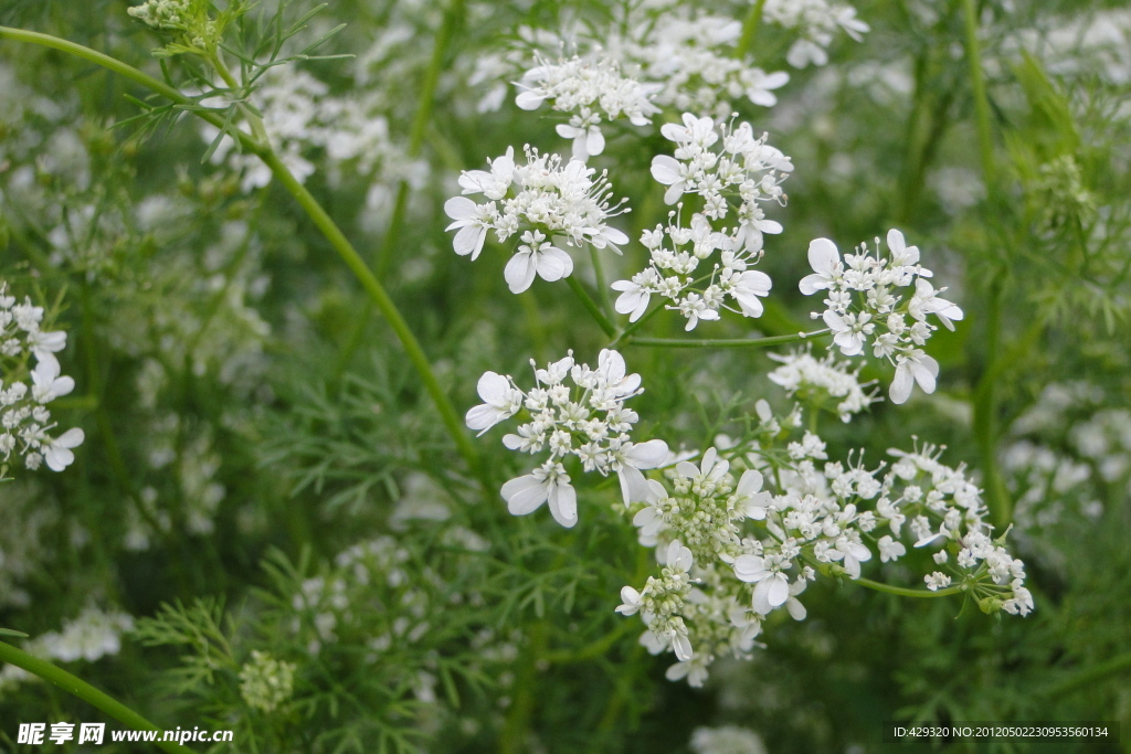 香菜花