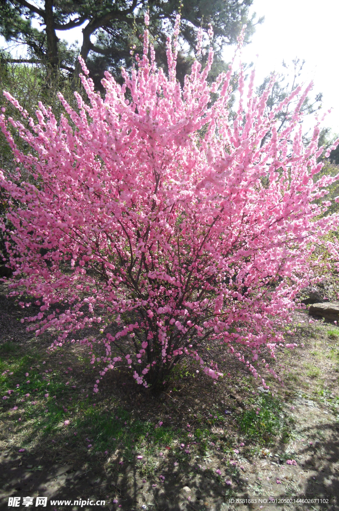 迎春花