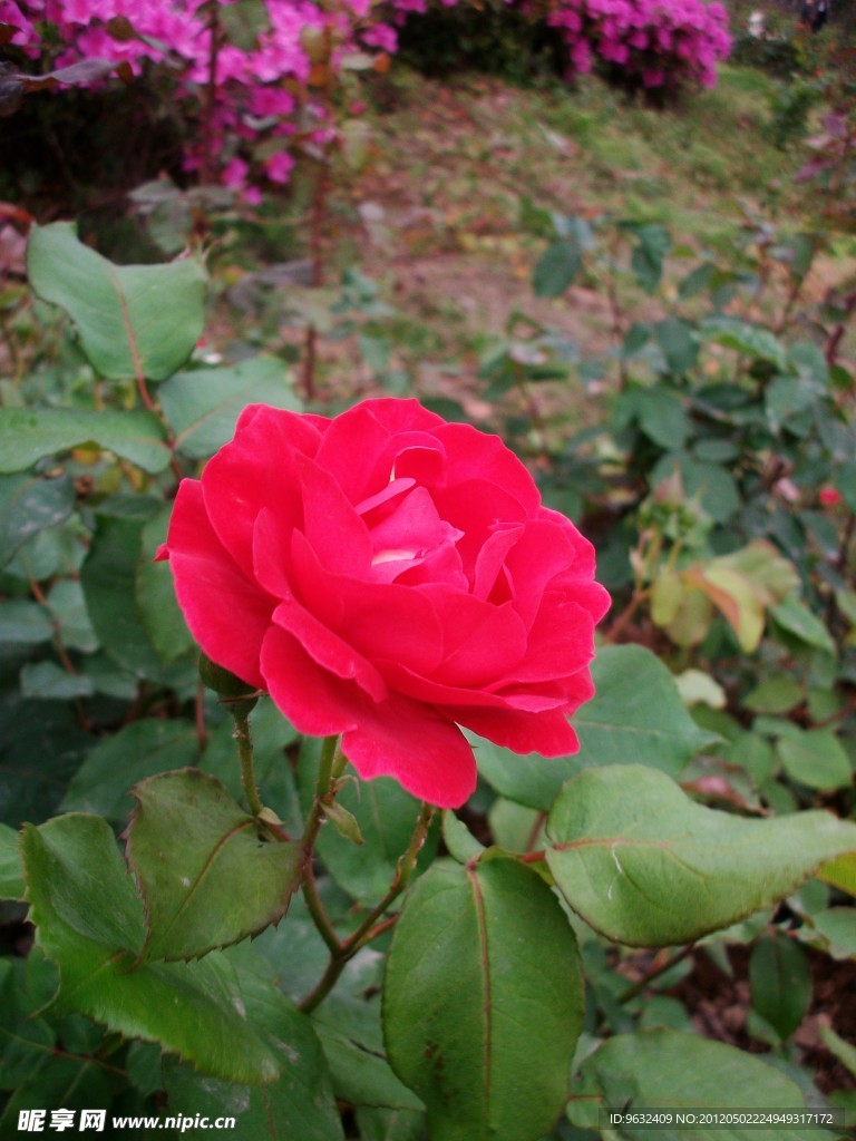 月季花