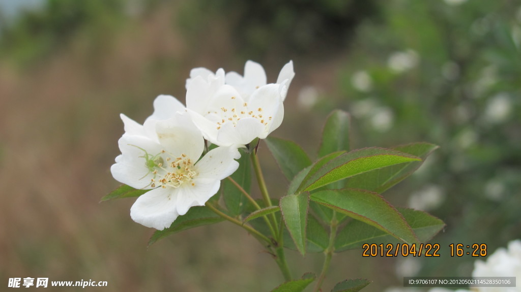白花
