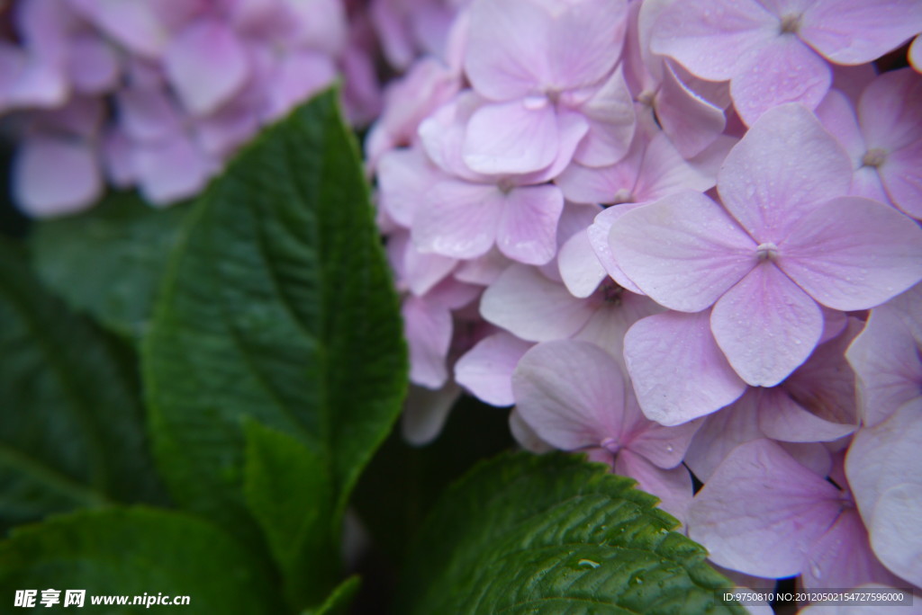 繡球花 八仙花