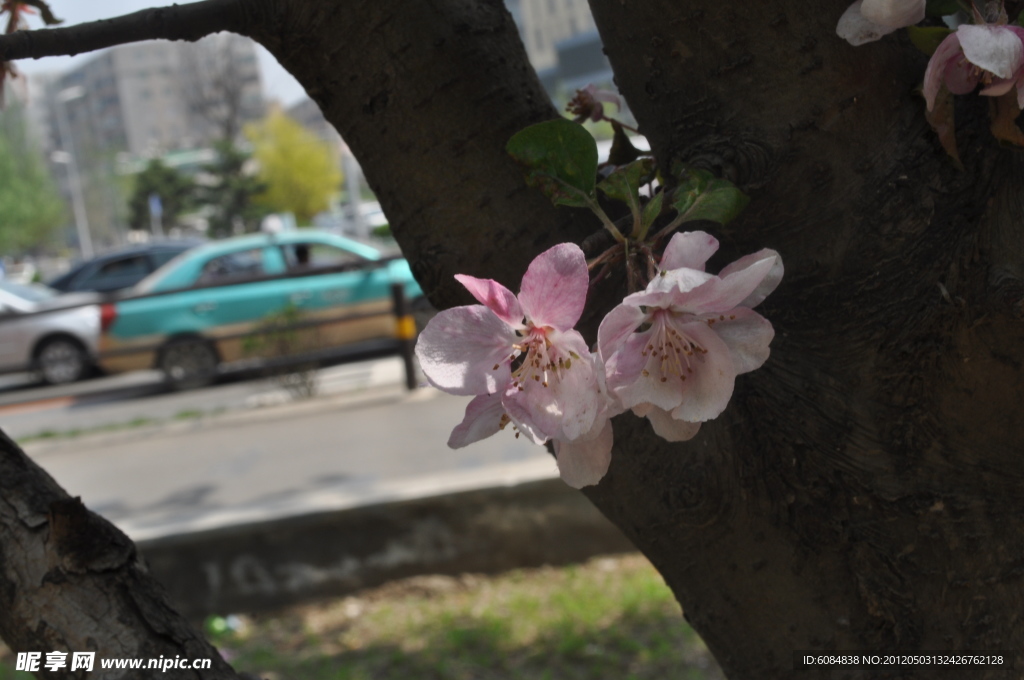 鮮花