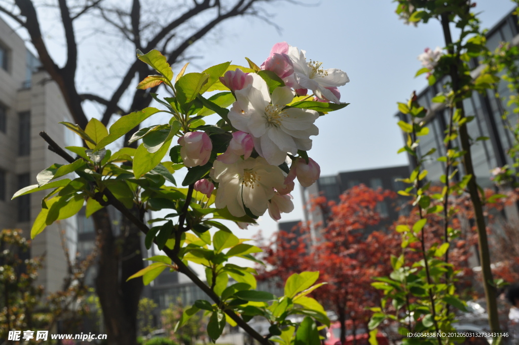 春花