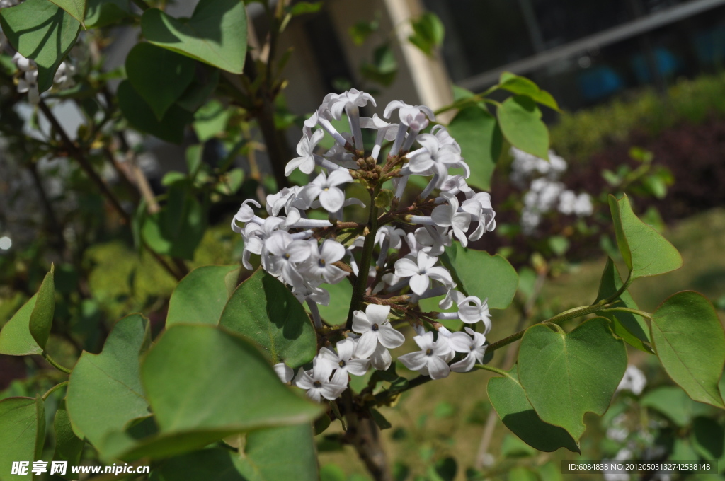 丁香花