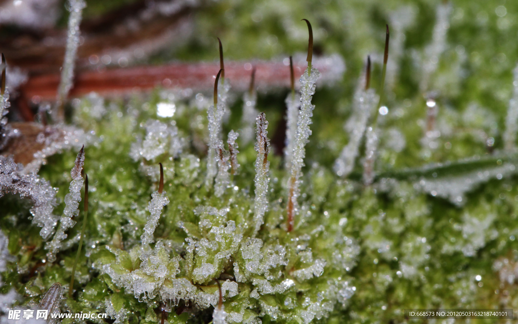 植物冬天