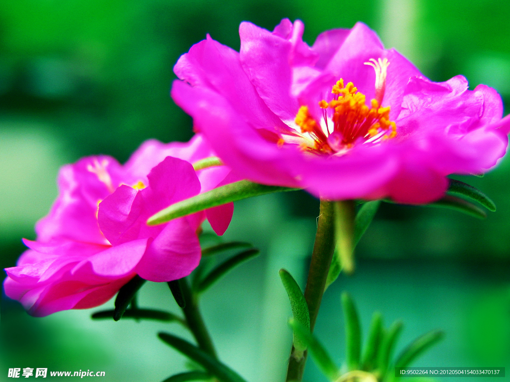 太陽花