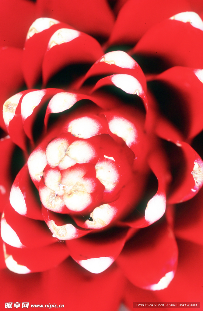 花朵微拍