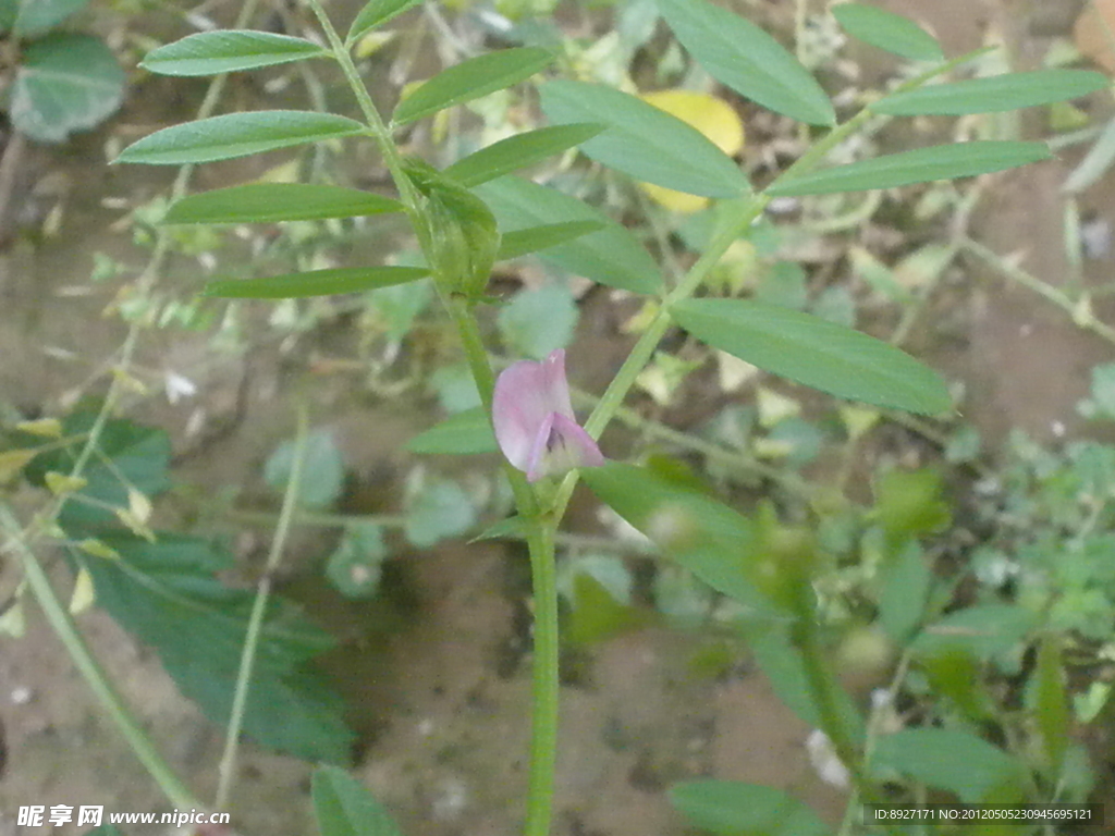 粉花