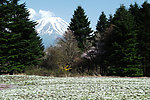 富士山 白色芝樱花海