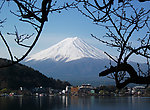 树下富士山