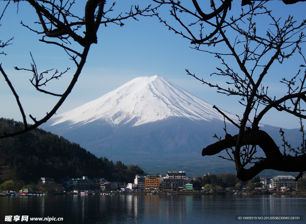 树下富士山