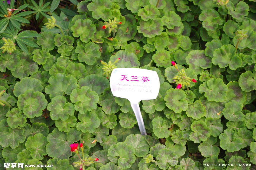杭州西溪天竺葵