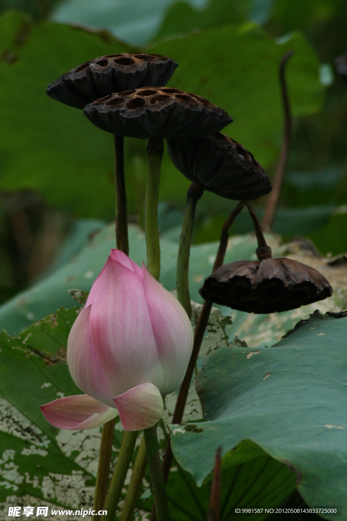 蓮落花開