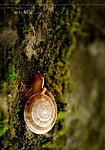 蜗牛 蜗居
