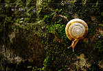 蜗牛 蜗居