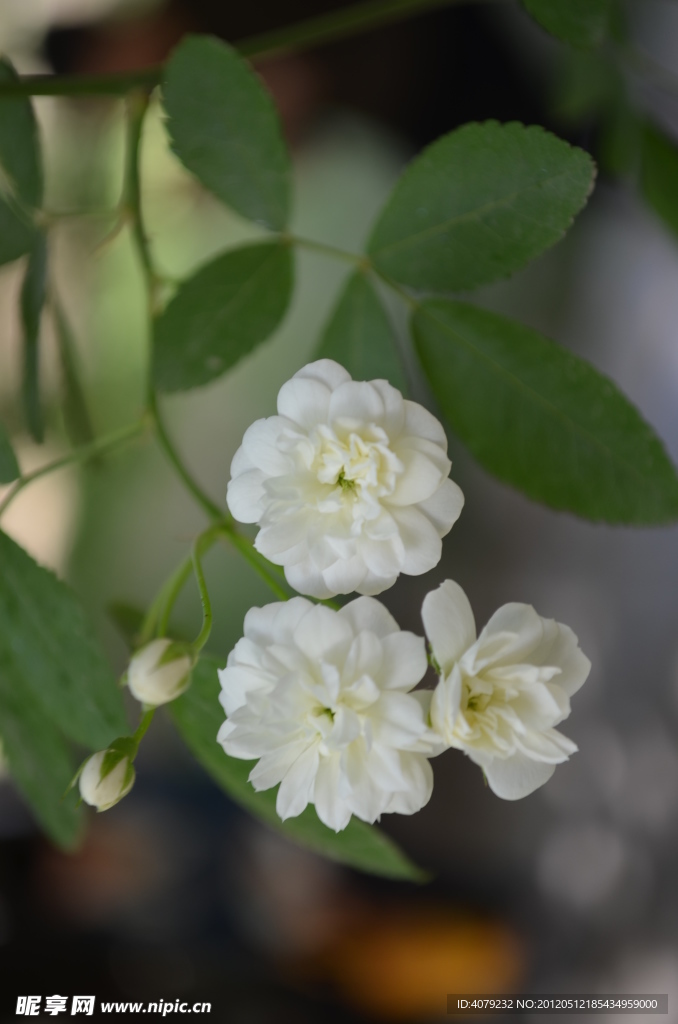 小白花