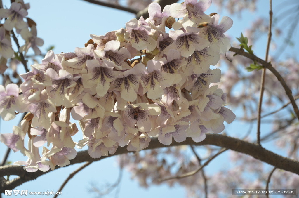 云南梧桐花